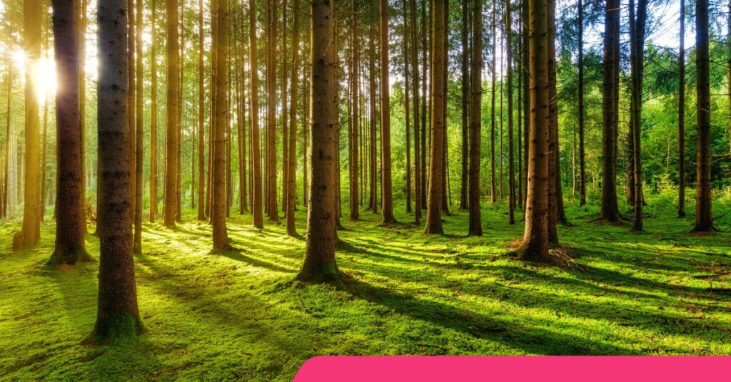 Quel est mon animal totem ? Test gratuit