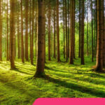 Quel est mon animal totem ? Test gratuit