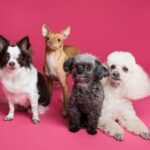 What Dog Am I Quiz – Find Your Dog Match