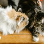 Test du Facteur Obscur – Découvrez votre Score D