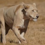 Patronus Test: Welches Tier ist dein Schutzgeist?