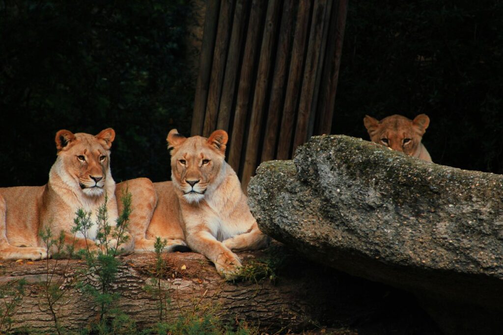 Jakim zwierzęciem jesteś? Quiz osobowości
