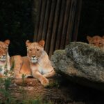 Qual é Seu Animal de Poder? Faça o Teste Agora