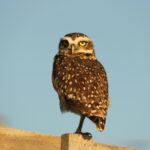 4 Tierische Menschentypen Test – Wal, Hai oder Eule?