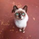 Teste de Inteligência Grátis: Descubra seu QI Agora