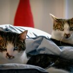 Test: Ile wiesz o testach projekcyjnych?